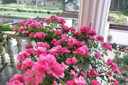 耐寒花卉，冬日里的绿色宝石