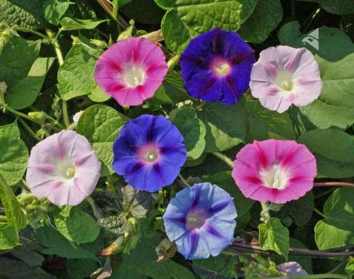 牵牛花爬上去的奥秘