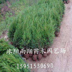 北京地区桧柏树苗价格探秘