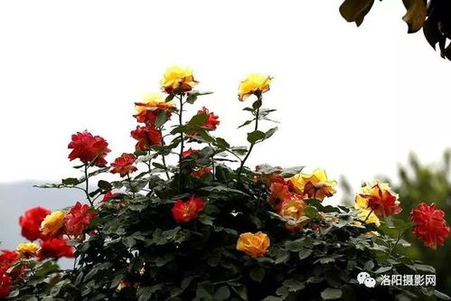 南阳石桥：月季花的世界