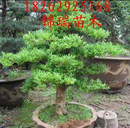 四排黄杨绿篱：打造宽阔隔离带