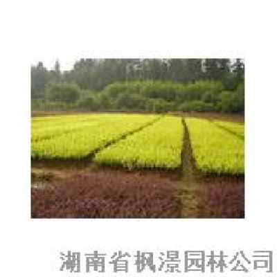 后期养护，不可忽视