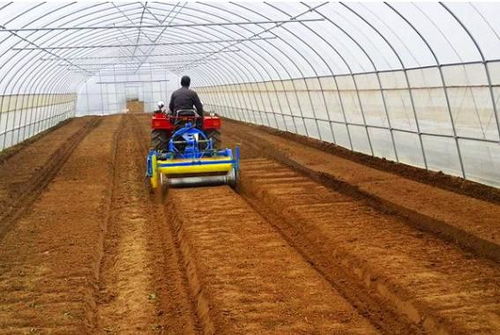 呵护生命的花朵