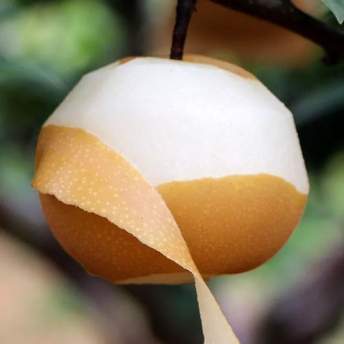 秋月梨，那圆润的小家伙