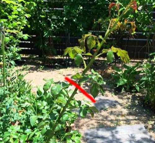 月季打顶技巧，春季必看！快速开花秘诀