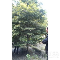 桢楠树价格，到底是多少呢？