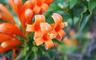 炮仗花绽放，会发出声音吗