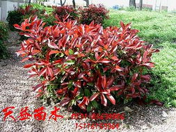 红叶石楠的花木价格大揭秘