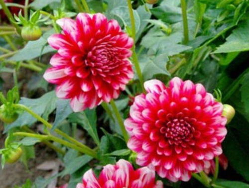 大丽花， 紧随其后