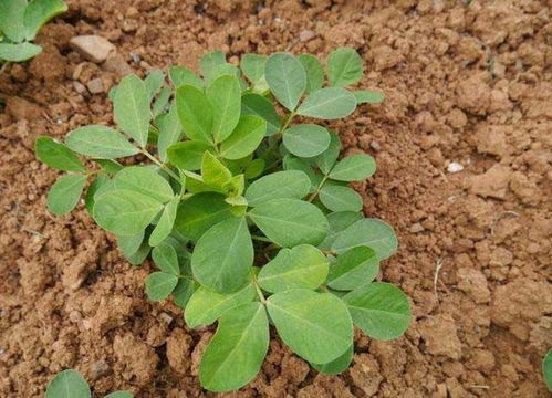 花生冲施肥是一种高效的水溶性肥料