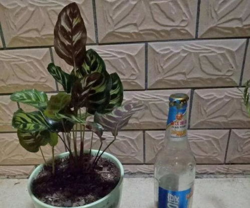 喷在月季叶子上面平安吗？