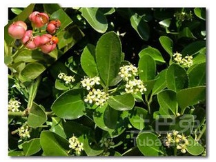 大叶黄杨与小叶黄杨：两种黄杨的“大”不同