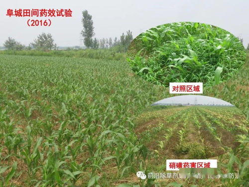 二氯喹啉草酮除草剂能除掉哪些杂草？