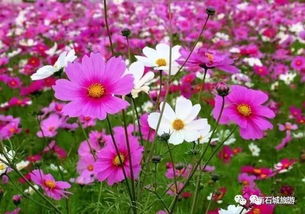 波斯菊（新手救星）