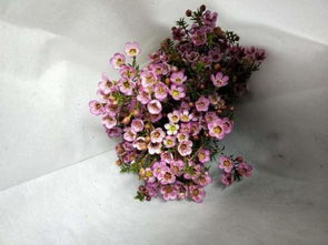 50种常见花卉养护方法入门