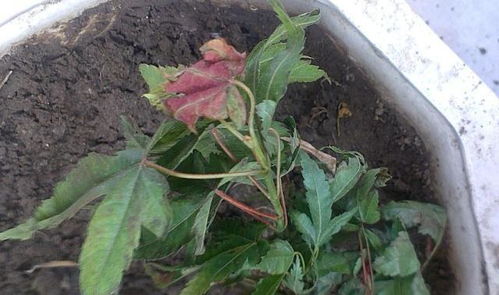 红枫叶片数量与枯黄程度的关系揭秘