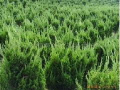 龙柏， 那可是龙的形象