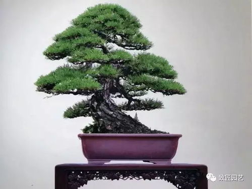 盆栽黑松的土壤选择大揭秘