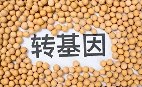 我国进口豆粕的主要来源国是哪些？其中哪个国家的豆粕进口量最大？