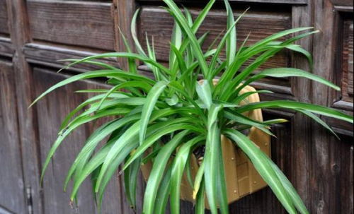 吊兰：净化空气， 提升运势