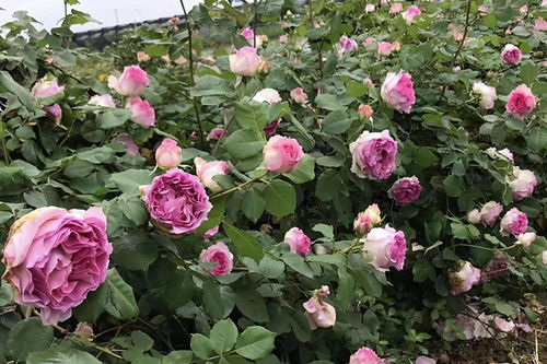 月季花怕雨的月份大揭秘