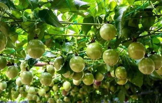 杏农的创新种植法，你了解多少？