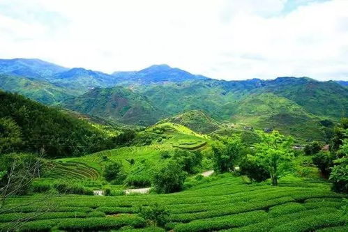 茶园除草剂使用的影响：你真的了解吗？