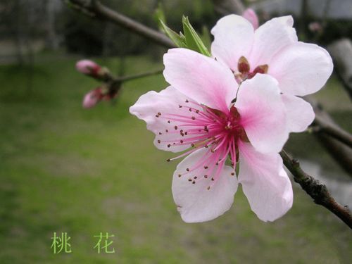 揭秘春日绽放的花卉奥秘：四季常绿之花的种植指南