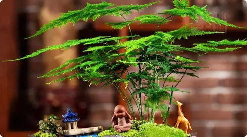 旺财植物的选择