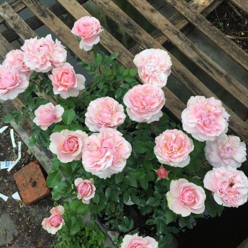 月季冬季扦插：那些容易被忽略的小细节