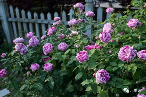 复色月季， 五彩斑斓