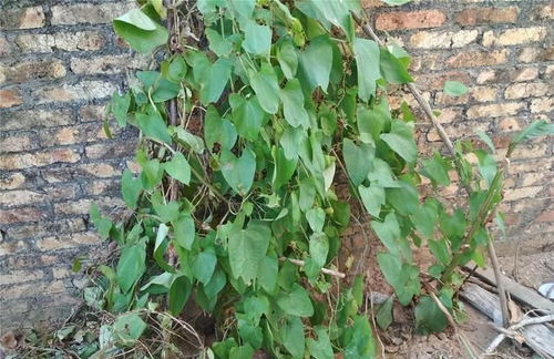 盐肤木水边种植耐水湿性探讨