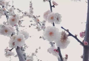 梅花中的佼佼者——别角晚水梅