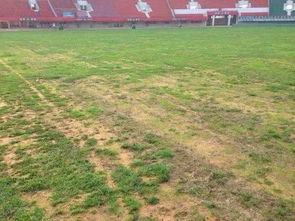 冬天铺草皮，嫩行吗？