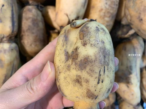 青椰子如何快速开壳？老椰农教你一招
