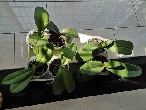 惯与复花的争议真相