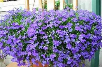 蓝蝴蝶：温暖的地方， 一年花开不断