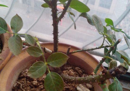 月季花后修剪，保留核心枝条