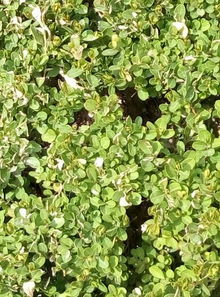 常见的灌木品种