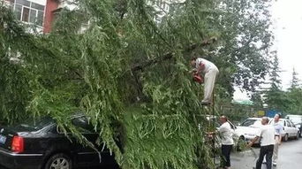 薄荷在雨天能否承受雨水冲刷，其生长状态会受到影响吗
