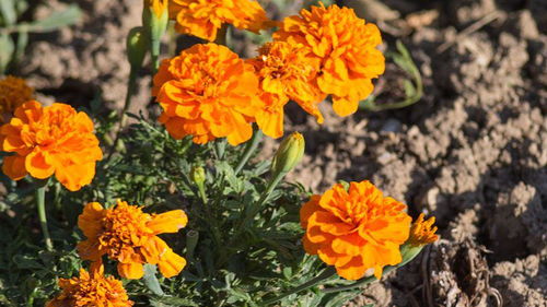 播种时间， 得选对