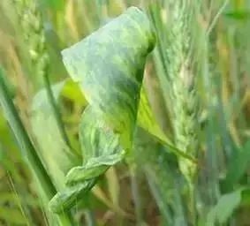 揭秘花卉苗期病害防治技巧：确保花卉健康成长