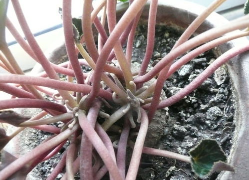 仙客来开花后如何管理才能延长花期
