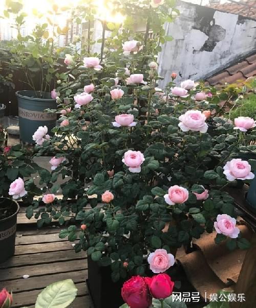 月季之美：赫柏之杯与女神之杯的花期揭秘