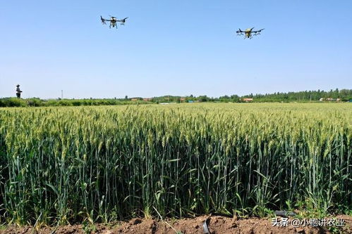 小麦赤霉病又闹腾，怎么办？衡水产唑醚氟环唑来帮忙那个！