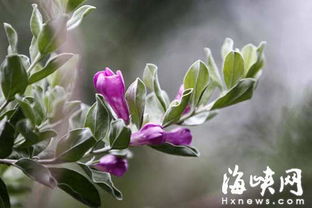 红花玉芙蓉，高大上的选择！