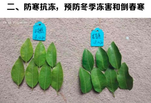 1. 增强植物免疫力
