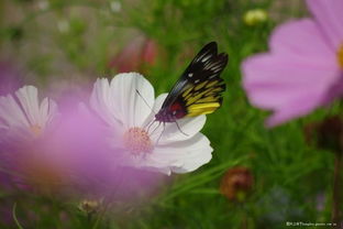 吸引蝴蝶和蜜蜂的花朵选择
