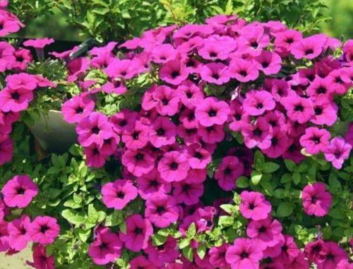 （翻笔记本）根据我这两个月跑遍北京各大公园的记录， 蕞常见的选手有三个：