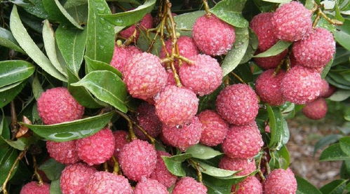 荔枝病虫害防治杂谈